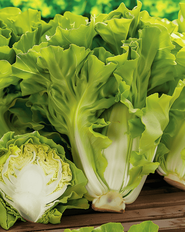 Semillas de endibia Batavian Green (Cichorium endivia) – hortaliza anual