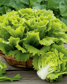 Semillas de endibia Nuance Cichorium Endivia variedad anual