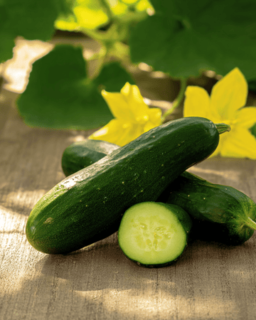 Sementes de pepinilho Hokus (Cucumis sativus) – hortícola anual