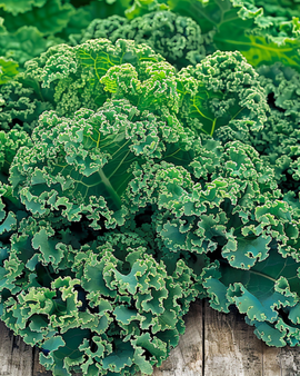 Sementes de couve Winterbor F1 Brassica oleracea, variedade anual