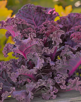 Semillas de kale rizado Scarlet Brassica oleracea, variedad de verdura anual