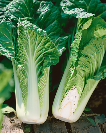 Semillas de col china Granaat Michihli (Brassica pekinensis) – verdura anual