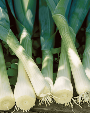Semillas de puerro Zwitserse Reuzen (Allium porrum) – hortaliza anual