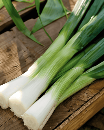 Semillas de puerro Herfstreuzen 3 Elephant (Allium porrum) – verdura anual