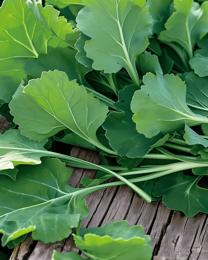 Semillas de hojas de nabo (Brassica rapa) – hortaliza anual