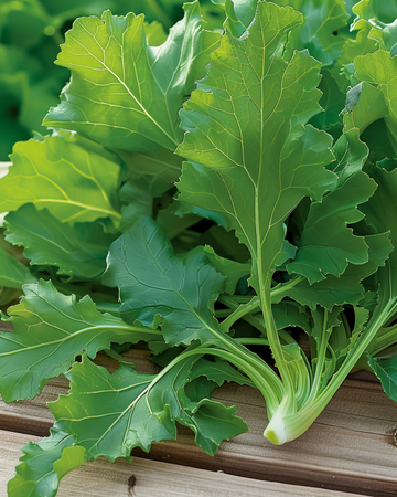 Verduras Namenia semillas de hoja (Brassica rapa) – hortaliza anual