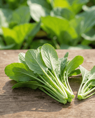 Verduras Namenia de hoja (Brassica rapa) – semillas de hortaliza anual de SeedsChoice