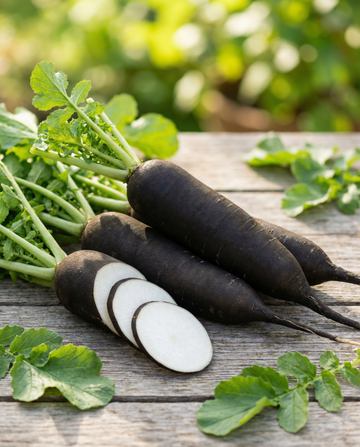 Rábano de invierno Noir Long Poids D Horloge (Raphanus sativus) – semillas de hortaliza anual de SeedsChoice