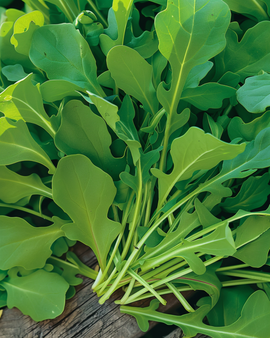 Semillas de rúcula Eruca Sativa anual