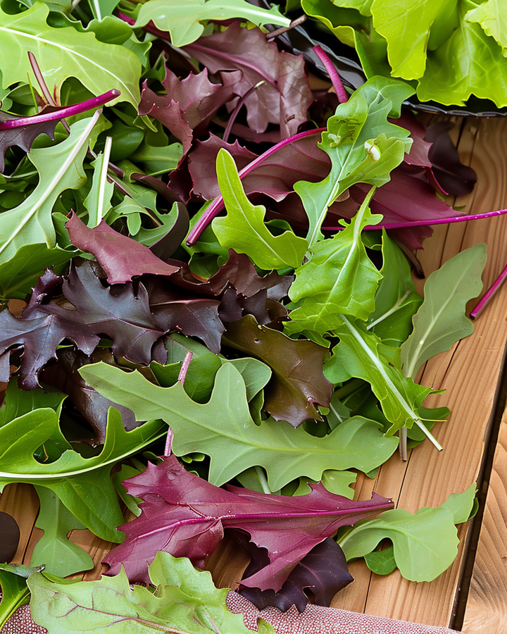 Sementes de Mistura de Alface Baby (Lactuca sativa) – hortaliça anual