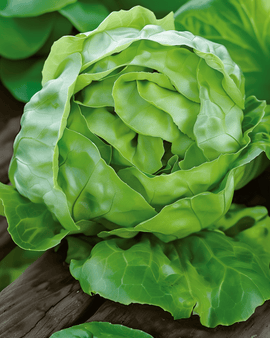 Semillas de lechuga Hilde Ii Lactuca sativa, variedad anual