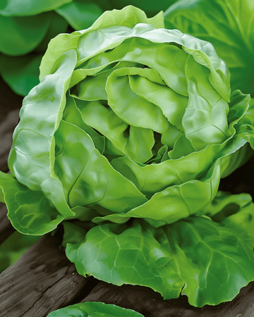 Semillas de lechuga Hilde Ii (Lactuca sativa) – hortaliza anual