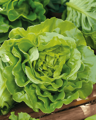 Semillas de lechuga Neckarreuzen Summer Diamond (Lactuca sativa) – hortaliza anual