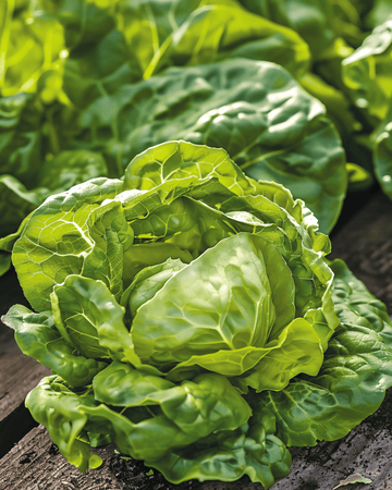 Semillas de lechuga Zwart Duits (Lactuca sativa) – hortaliza anual