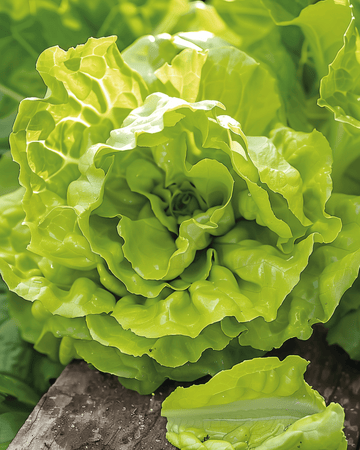 Sementes de alface-manteiga Grosse Blonde Paresseuse (Lactuca sativa) – hortaliça anual