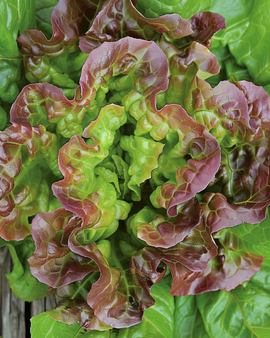 Semillas de lechuga Merveille Des Quatre Saisons Lactuca sativa anual