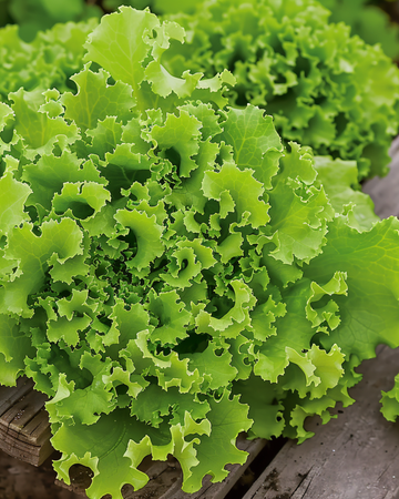 Sementes de alface Lollo Bionda (Lactuca sativa) – hortaliça anual