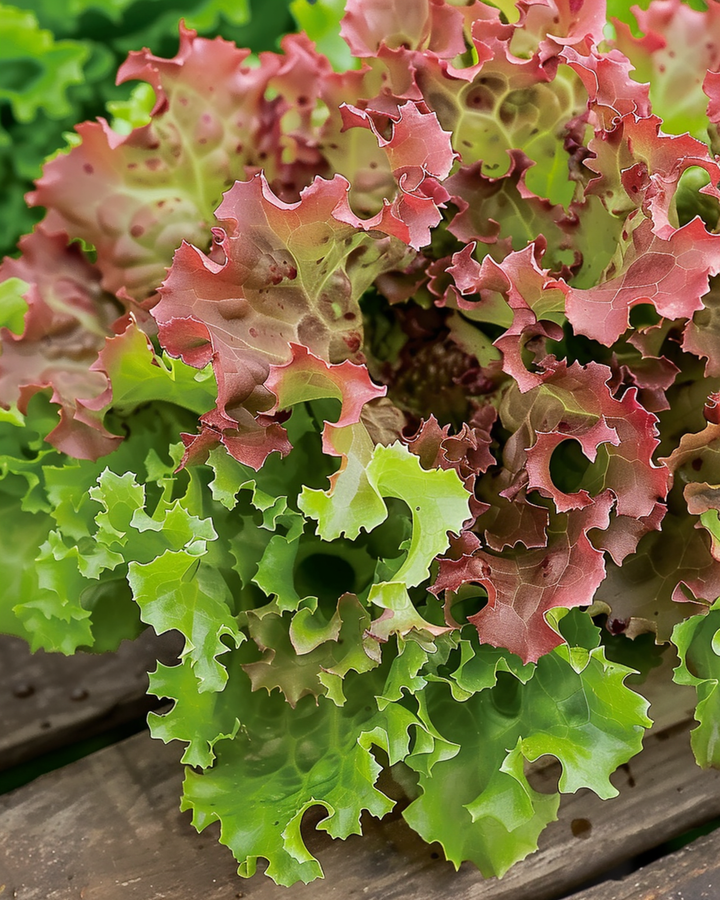 Semillas de lechuga Lollo Rossa (Lactuca sativa) – hortaliza anual
