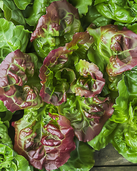 Sementes de alface de folha Lactuca sativa Amerikaanse Roodrand anual