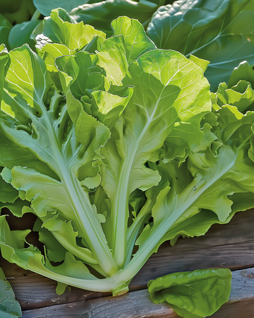 Semillas de lechuga de hoja Witte Dunsel (Lactuca sativa) – hortaliza anual