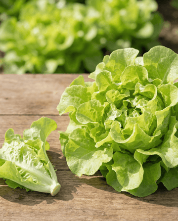 Lechuga de hoja Witte Dunsel (Lactuca sativa) – semillas de hortaliza anual de SeedsChoice