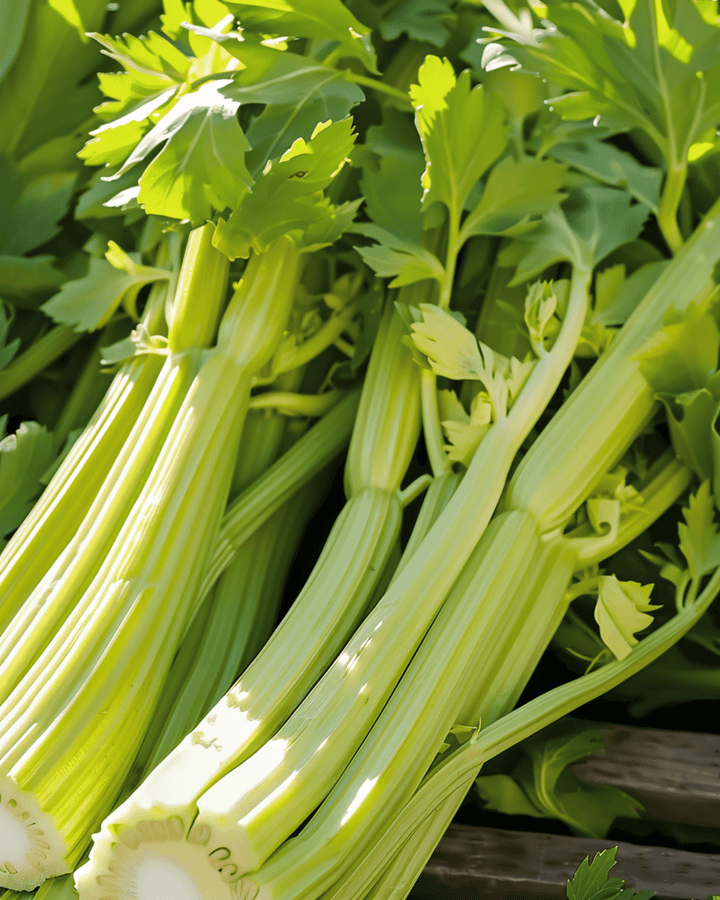 Semillas de apio Golden Self Blanching (Apium graveolens) – hortaliza anual