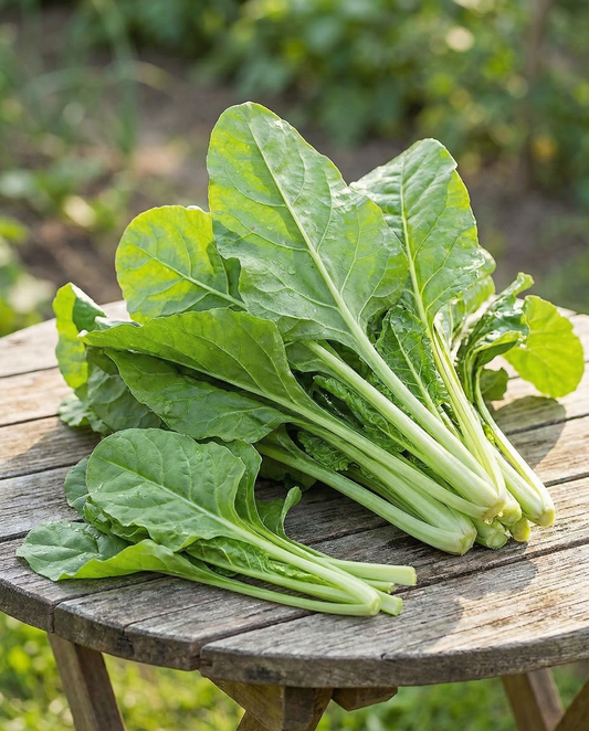 Acelga Common Green (Beta vulgaris) – semillas de vegetal anual de SeedsChoice