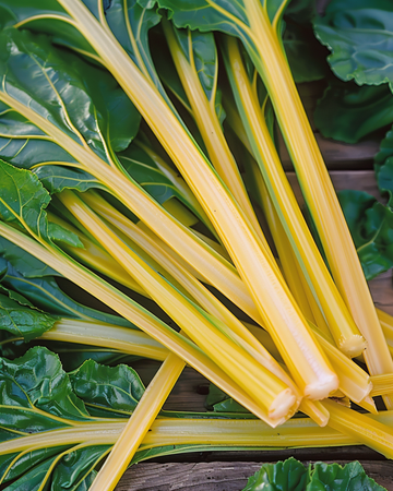 Swiss Chard Yellow seeds (Beta vulgaris) – annual vegetable