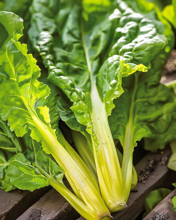 Semillas de acelga Lucullus (Beta vulgaris) – hortaliza anual