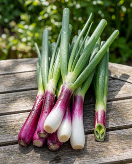 Semillas de cebolleta Red Ninja Allium fistulosum perenne