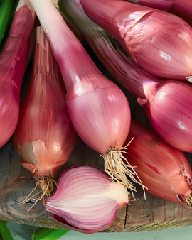 Sementes de Cebola Rossa Lunga Di Firenze Allium cepa Anual