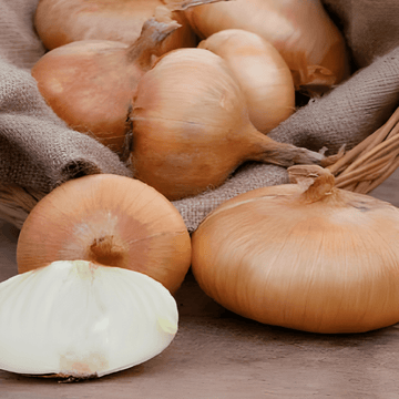 Semillas de cebolla Rossa Lunga Di Firenze roja italiana (Allium cepa) – hortaliza anual