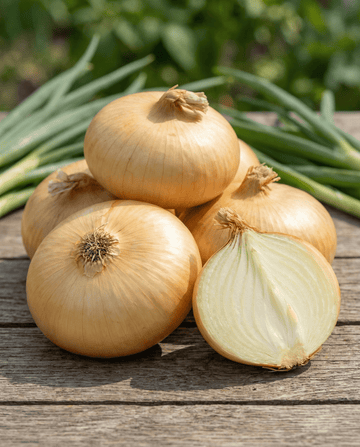 Semillas de cebolla Rossa Lunga Di Firenze roja italiana (Allium cepa) – hortaliza anual de SeedsChoice