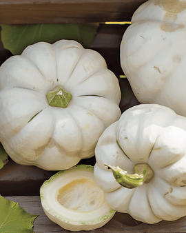Semillas de calabacín Custard White Cucurbita Pepo anuales