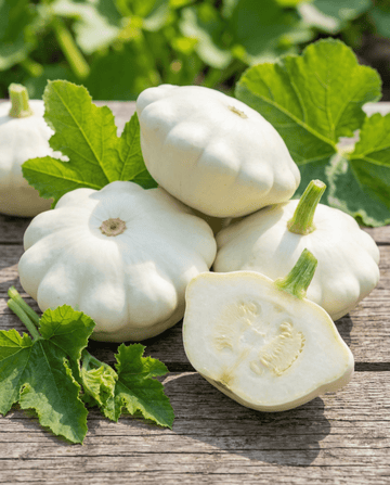 Calabacín Custard White (Cucurbita pepo) – semillas de vegetal anual de SeedsChoice