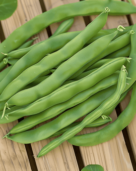 Sementes de feijão-anão Admires Phaseolus vulgaris anual