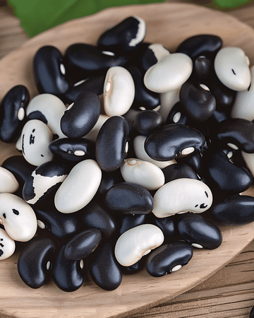 Sementes de feijão-anão Yin Yang para secar (Phaseolus vulgaris) – legume anual