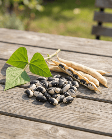 Feijão-anão Yin Yang para secar (Phaseolus vulgaris) – sementes de legume anual da SeedsChoice