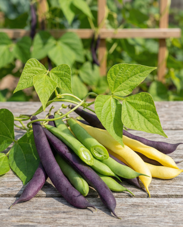Judía trepadora Three Color Mix (Phaseolus vulgaris) – semillas de vegetal anual de SeedsChoice