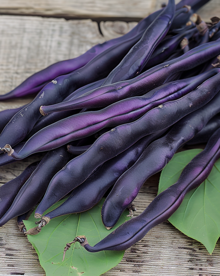 Semillas de judía trepadora Blauhilde (Phaseolus vulgaris) – verdura anual