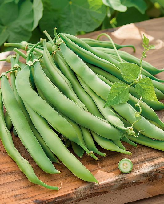 Judía verde trepadora Westlandse Dubbele (Phaseolus vulgaris) – semillas trepadoras anuales de SeedsChoice