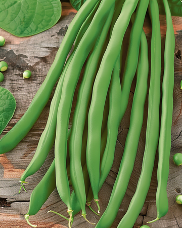 Sementes de feijão-anão Dawson (Phaseolus vulgaris) – legume anual