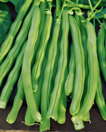 Semillas de judía enana Kylian (Phaseolus vulgaris) – verdura anual