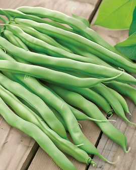 Sementes de feijão-anão Delinel Phaseolus vulgaris – legume anual