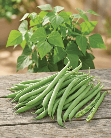 Feijão-anão Delinel (Phaseolus vulgaris) – sementes de legume anual da SeedsChoice