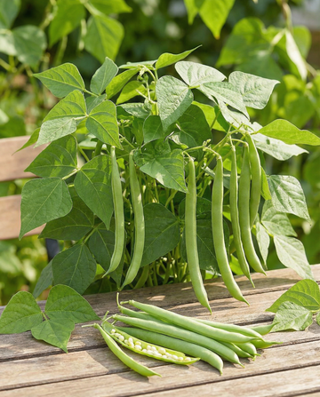 Judía enana Argus (Phaseolus vulgaris) – semillas de hortaliza anual de SeedsChoice