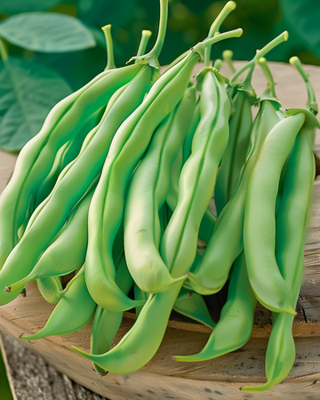 Semillas de judía enana Record (Phaseolus vulgaris) – hortaliza anual