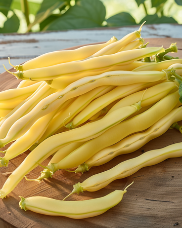 Sementes de feijão-anão Gondola (Phaseolus vulgaris) – legume anual