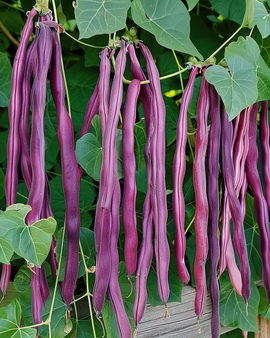 Semillas de Long Yard Bean Vigna sesquipedalis Purple Pod, variedad anual