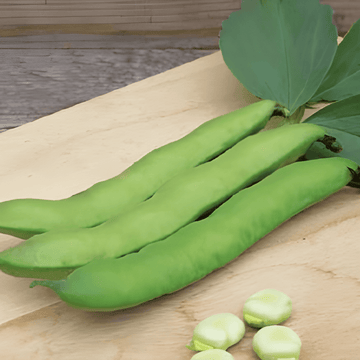 Semillas de haba Witkiem (Vicia faba) – vegetal anual